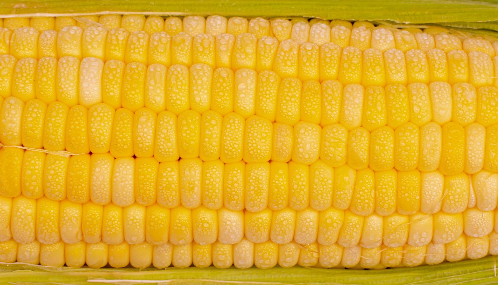 close up The corn kernels are lined up in a row of corn kernels. Fresh golden yellow cobs boiled corn. photo