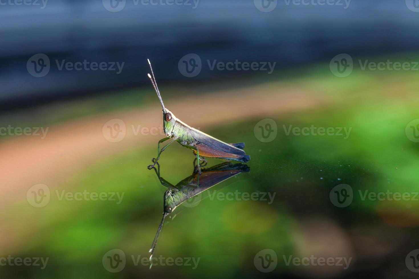 Grasshopper perching on a mirror photo