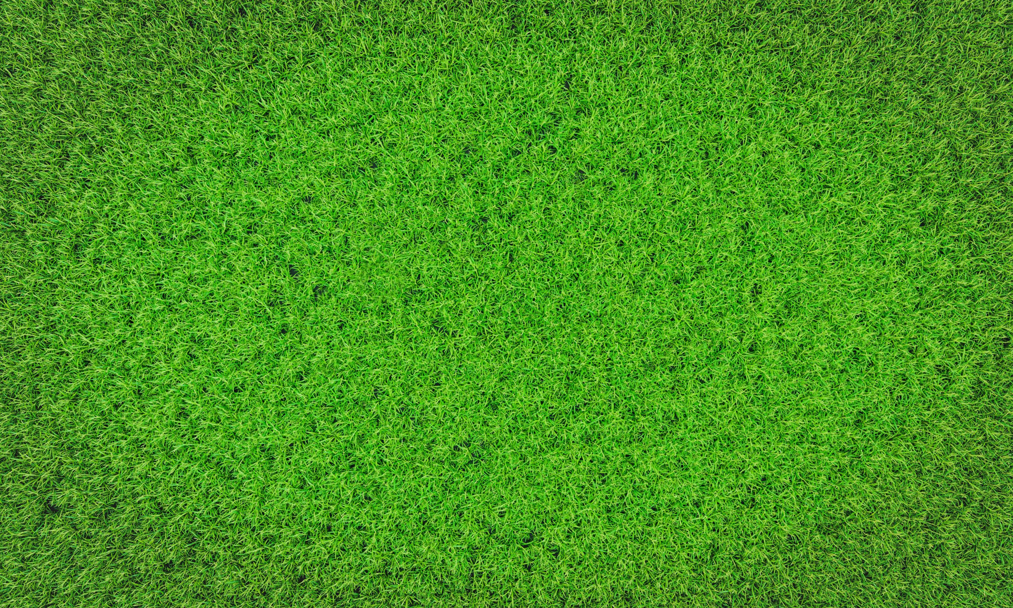 Top view Fresh green lawns for background, backdrop or wallpaper. Plains  and grasses of various sizes are neat and tidy. The lawn surface is evenly  shining and  Rendering 6666813 Stock Photo