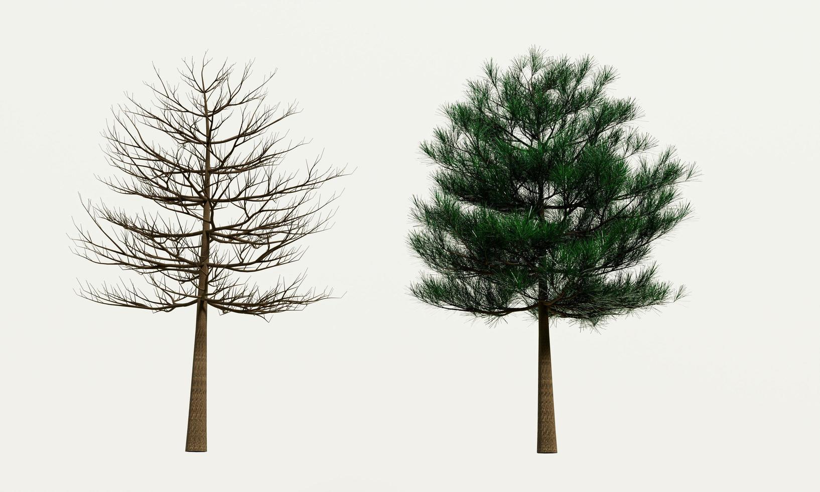 Big trees, branches and full leaves Trunk, brown bark a. Isolated on white background. 3D Rendering. photo