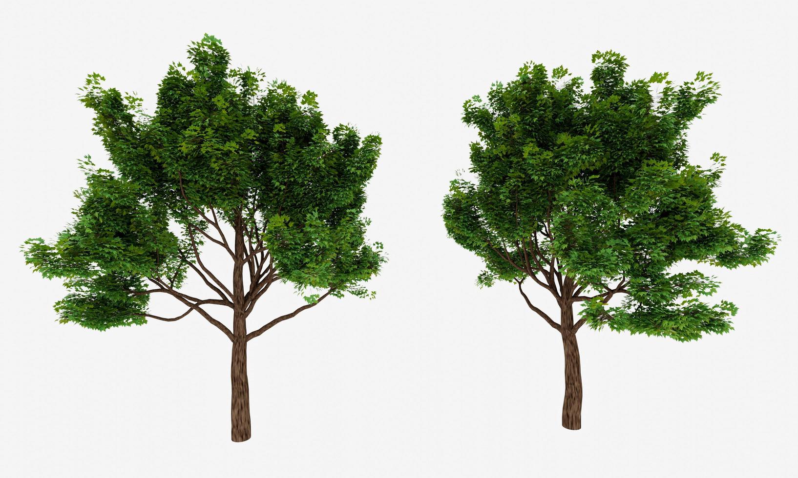 Big trees, branches and full leaves Trunk, brown bark a. Isolated on white background. 3D Rendering. photo