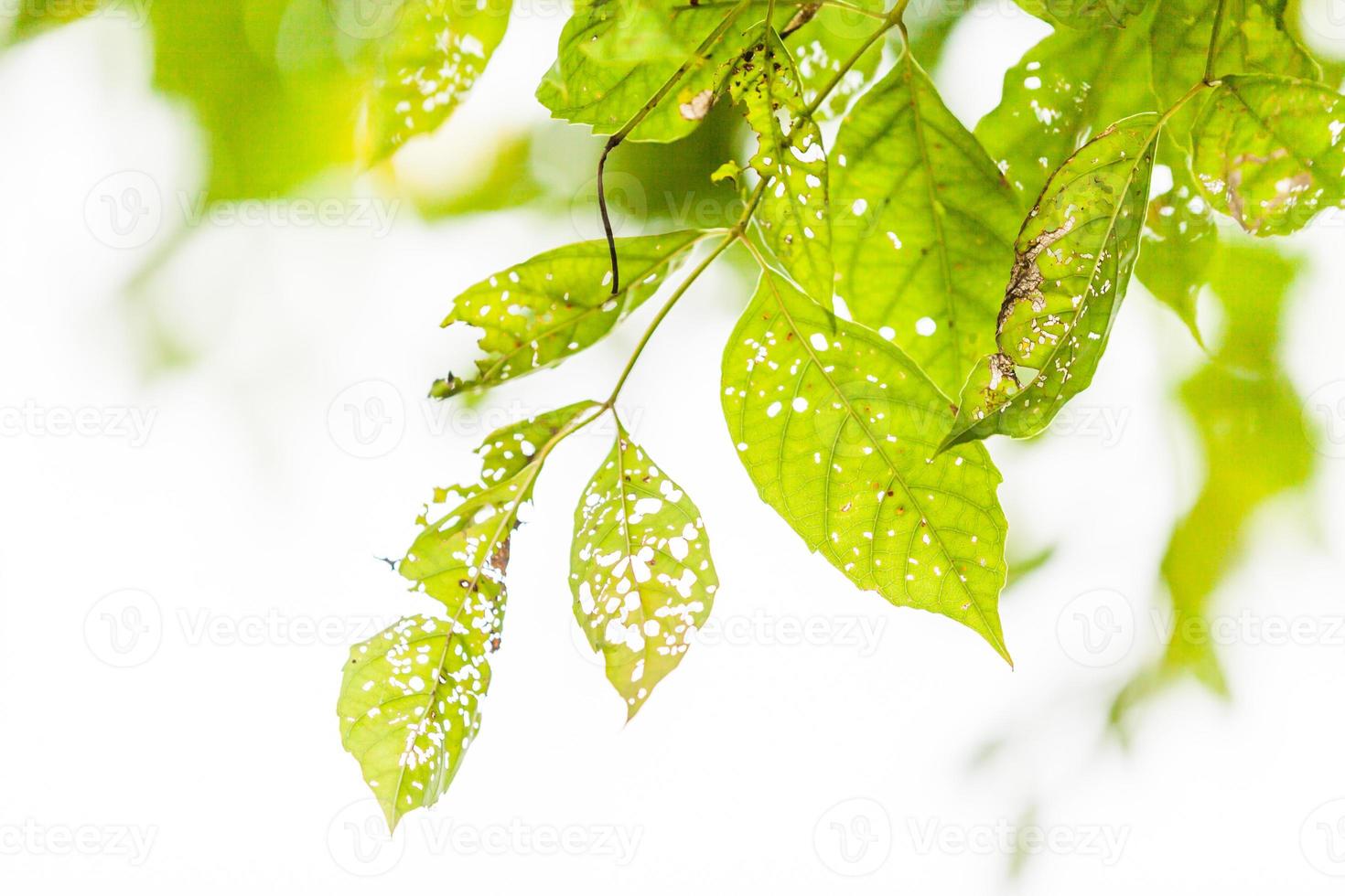 Leaf with holes, eaten by pests photo