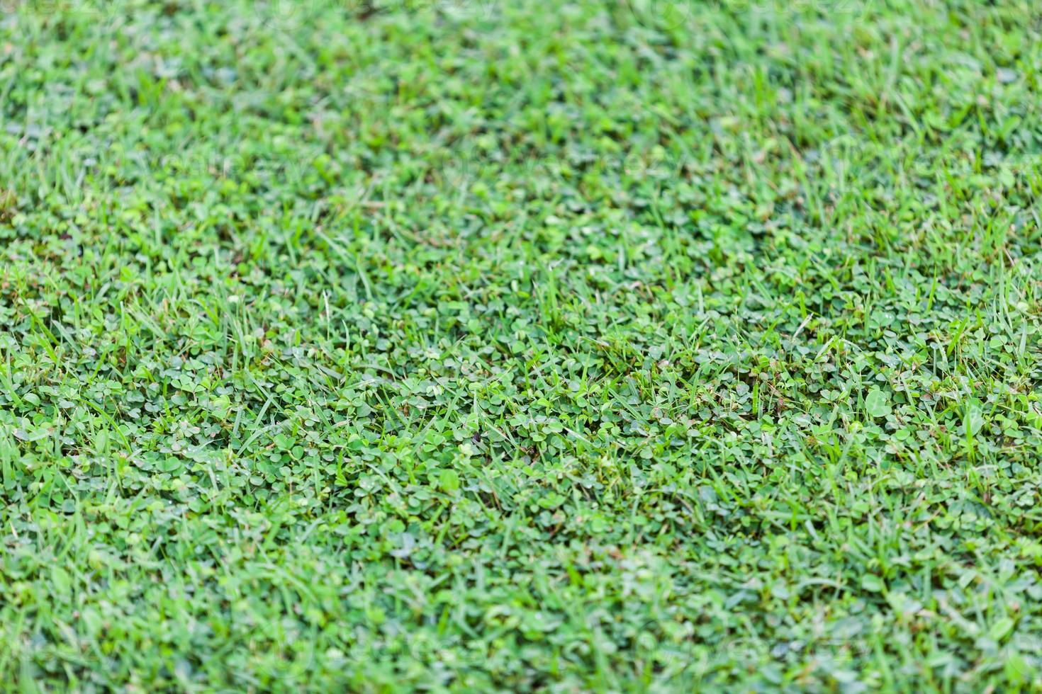 Green lawn for background photo