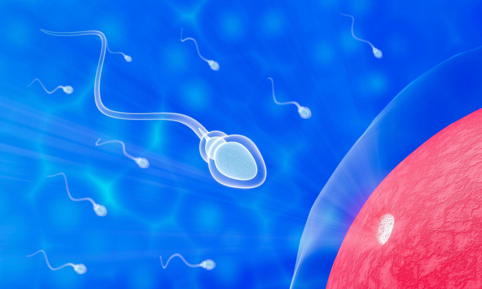 The sperm fertility from men's cum is directed towards the egg bubble after sex. To do human mating. A pre-fertilization model between an egg and a sperm. 3D Rendering photo