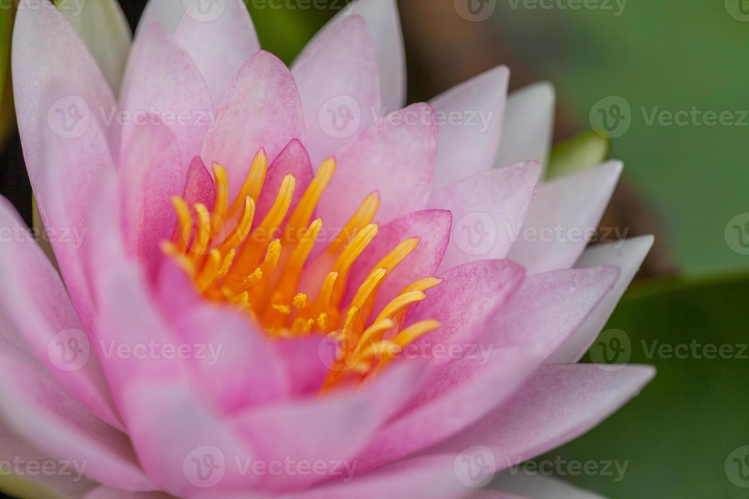 PInk Lotus Flower photo