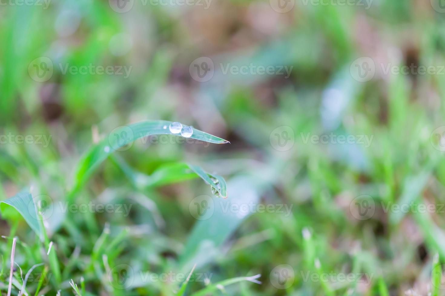 gotas de agua sobre la hierba verde foto