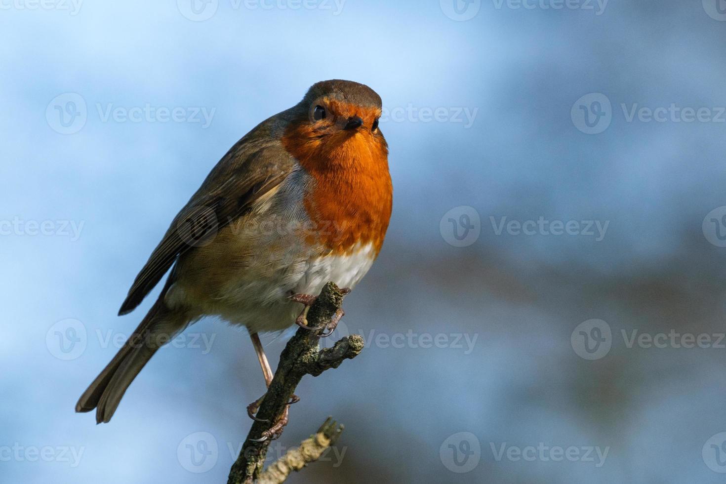 European Robin Erithacus rubecula Lagan River Belfast Northern Ireland UK photo