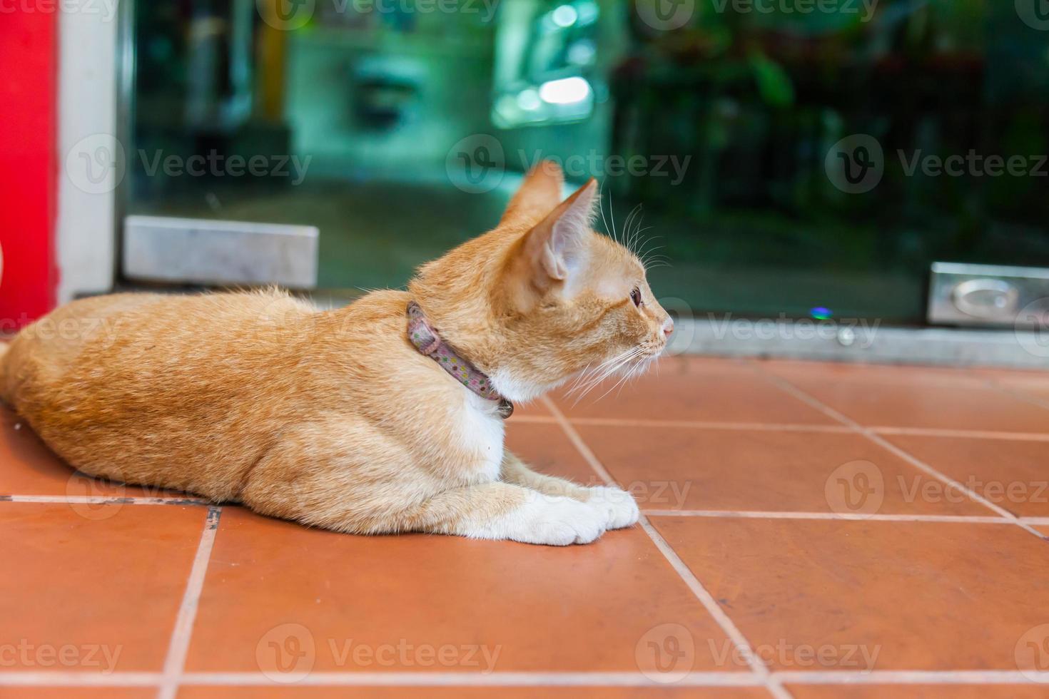 lindo gato de piel marrón en el suelo foto