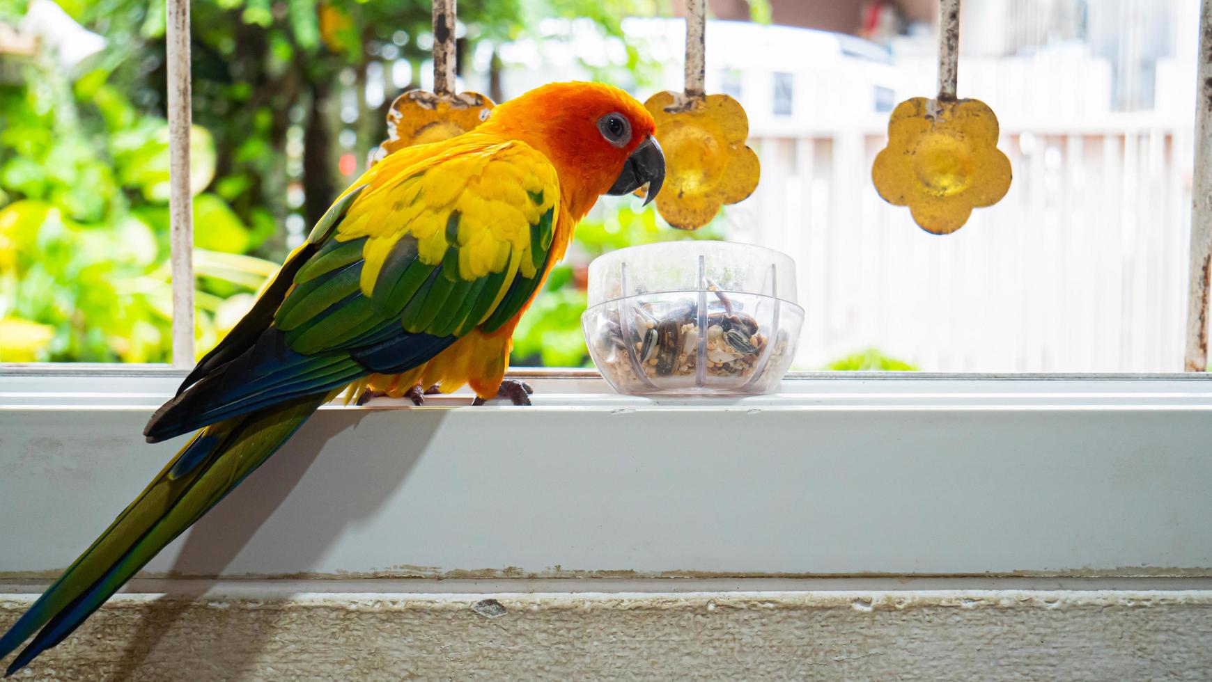 Adorable, intelligent, yellow-orange parrot, a thousand sun conures, standing to eat, food in a cup, which is a combination of grains. at the window not caged able to fly around freely photo