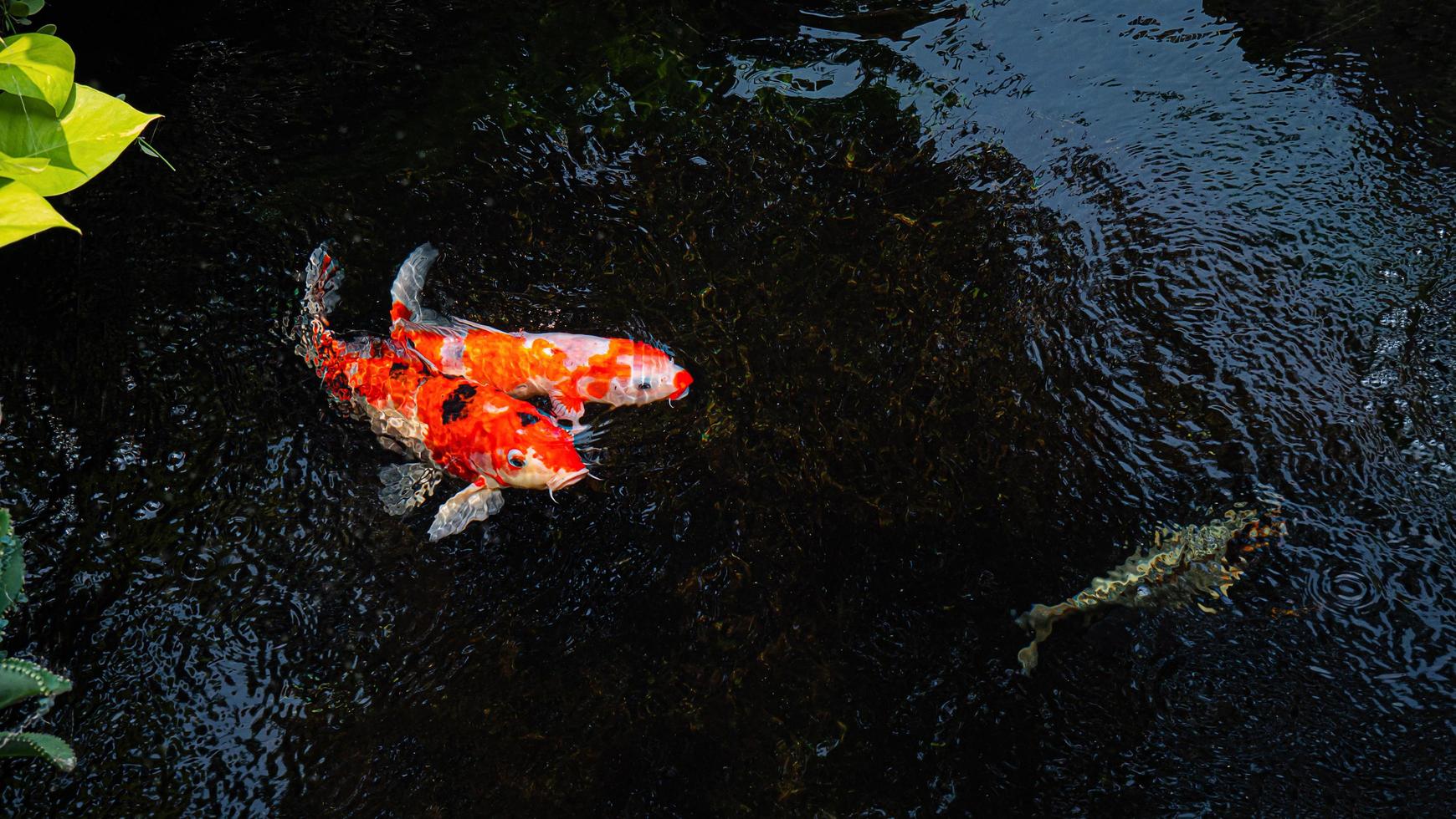 peces koi de japón o carpas elegantes nadando en un estanque de peces de estanque negro. mascotas populares para la relajación y el significado del feng shui. mascotas populares entre las personas. a los asiáticos les encanta criarlo para la buena fortuna. foto