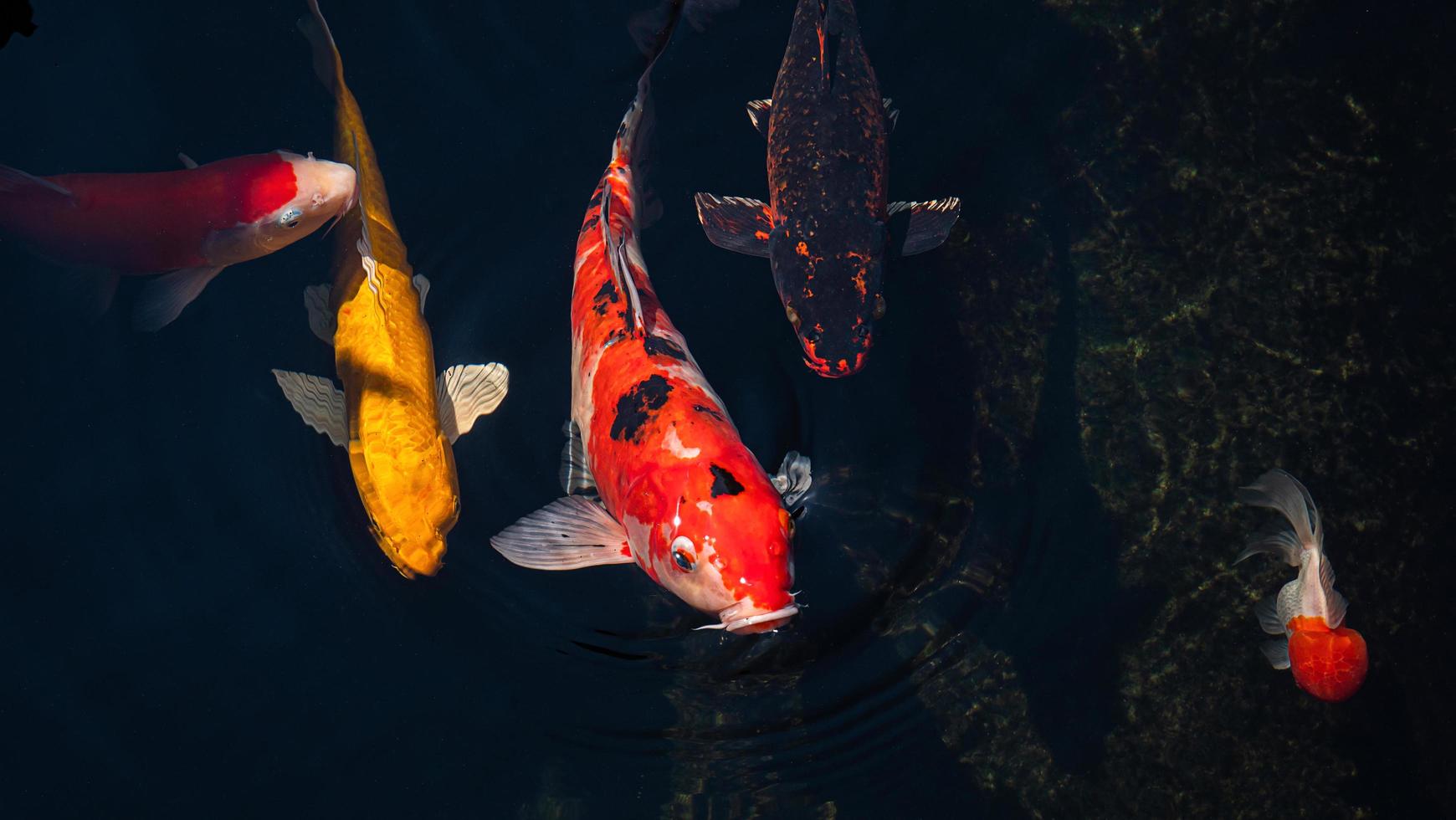 peces koi de japón o carpas elegantes nadando en un estanque de peces de estanque negro. mascotas populares para la relajación y el significado del feng shui. mascotas populares entre las personas. a los asiáticos les encanta criarlo para la buena fortuna. foto