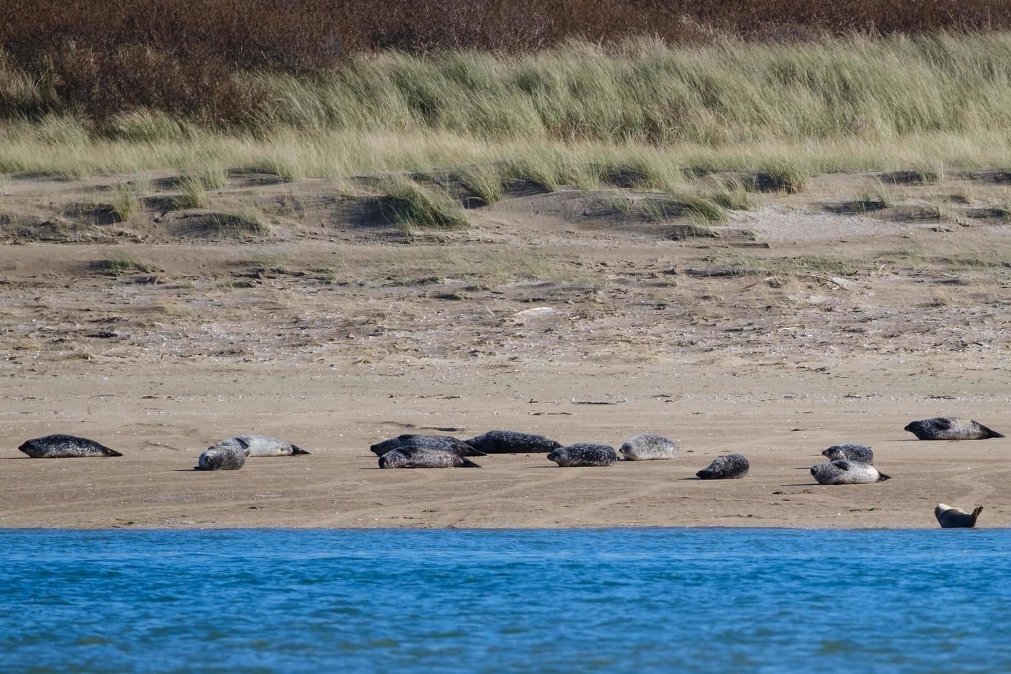 Grey Seal Halichoerus grypus Marlough Beach Northern Ireland UK photo