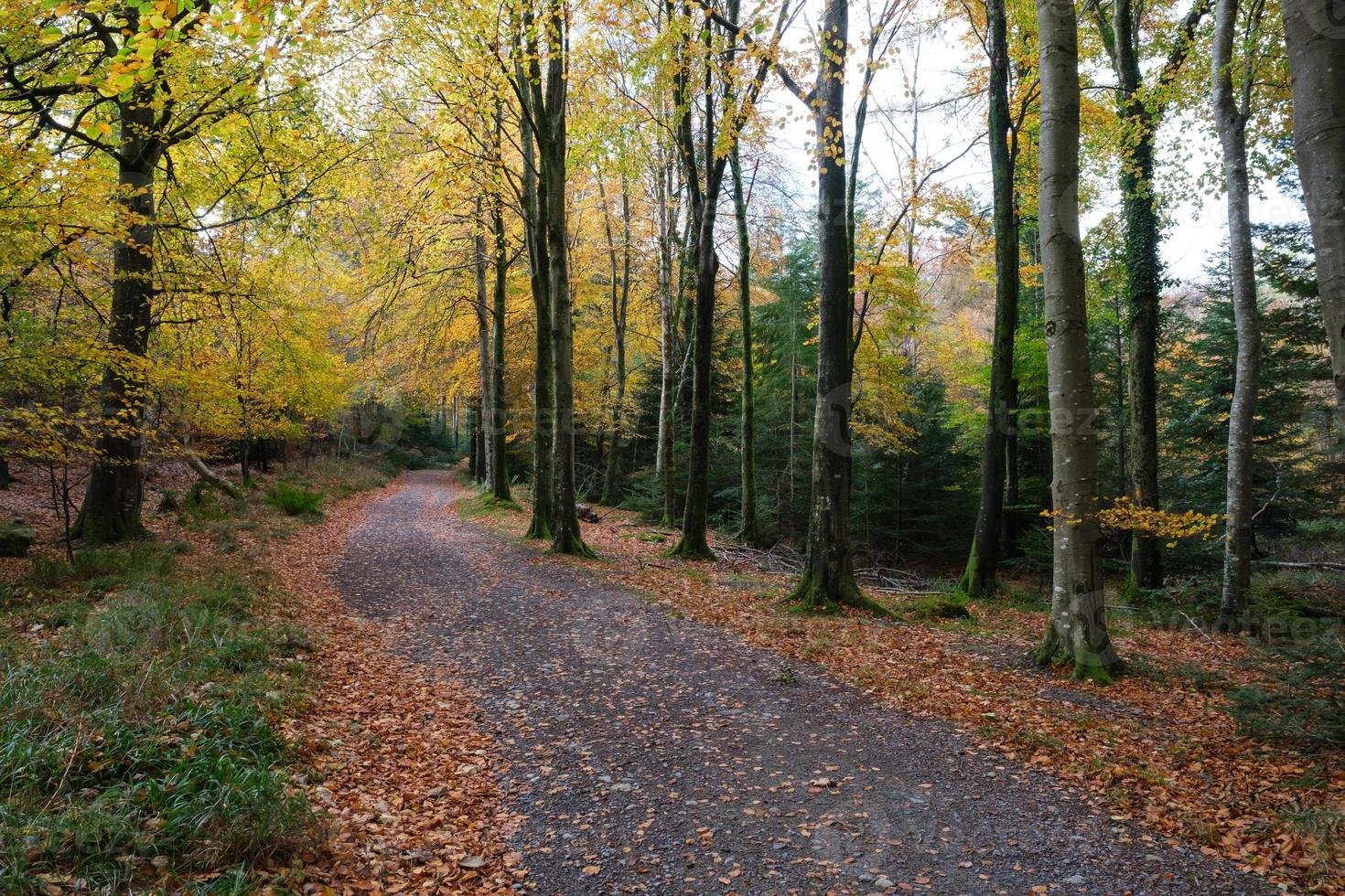 parque forestal tollymore irlanda del norte reino unido foto