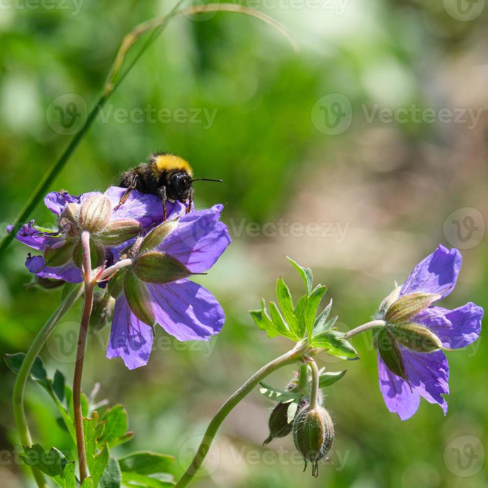 Bumble Bee Chugush National Park in Krasna Polyana Sochi Russia photo