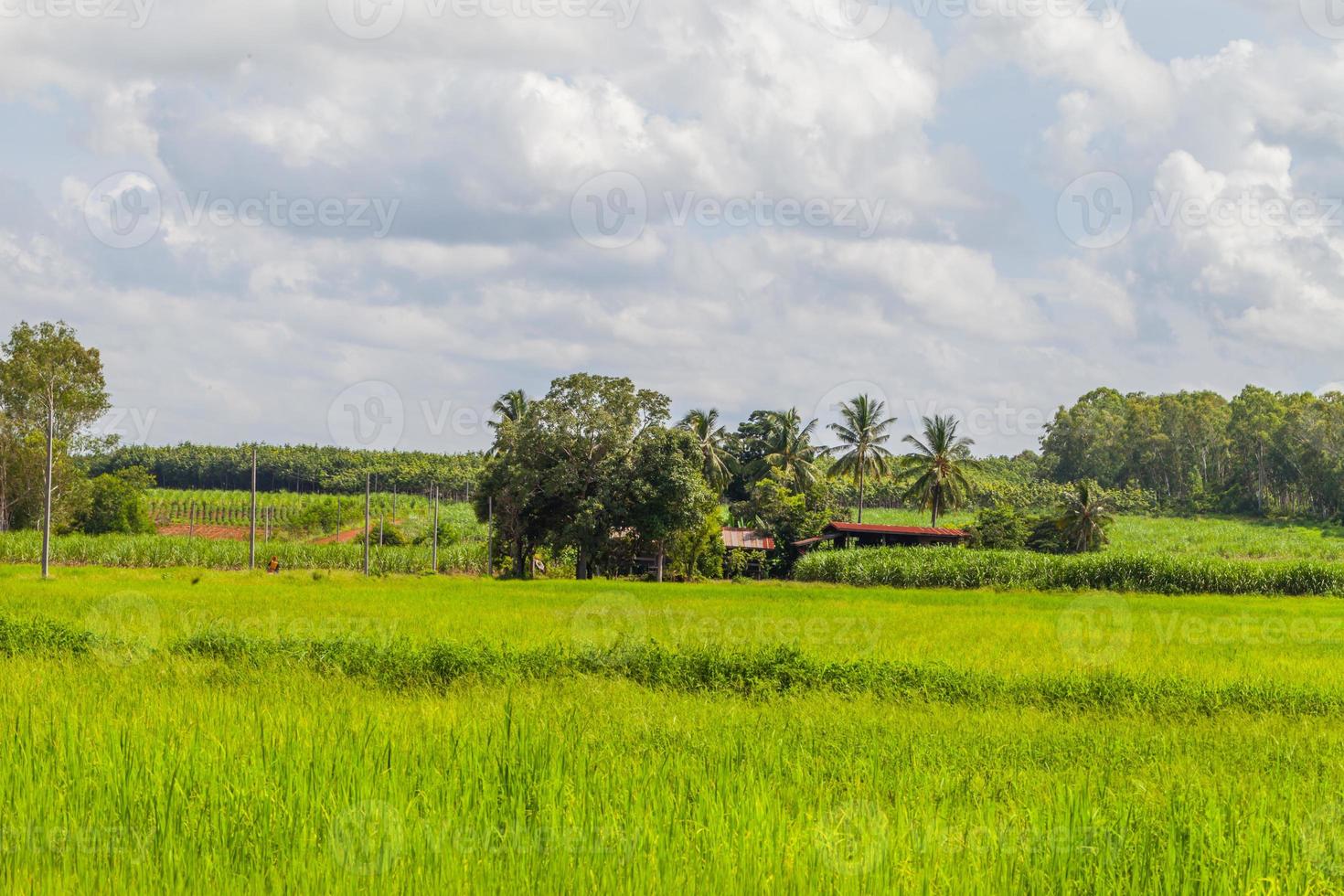 campo de arroz hierba verde cielo azul con nubes foto