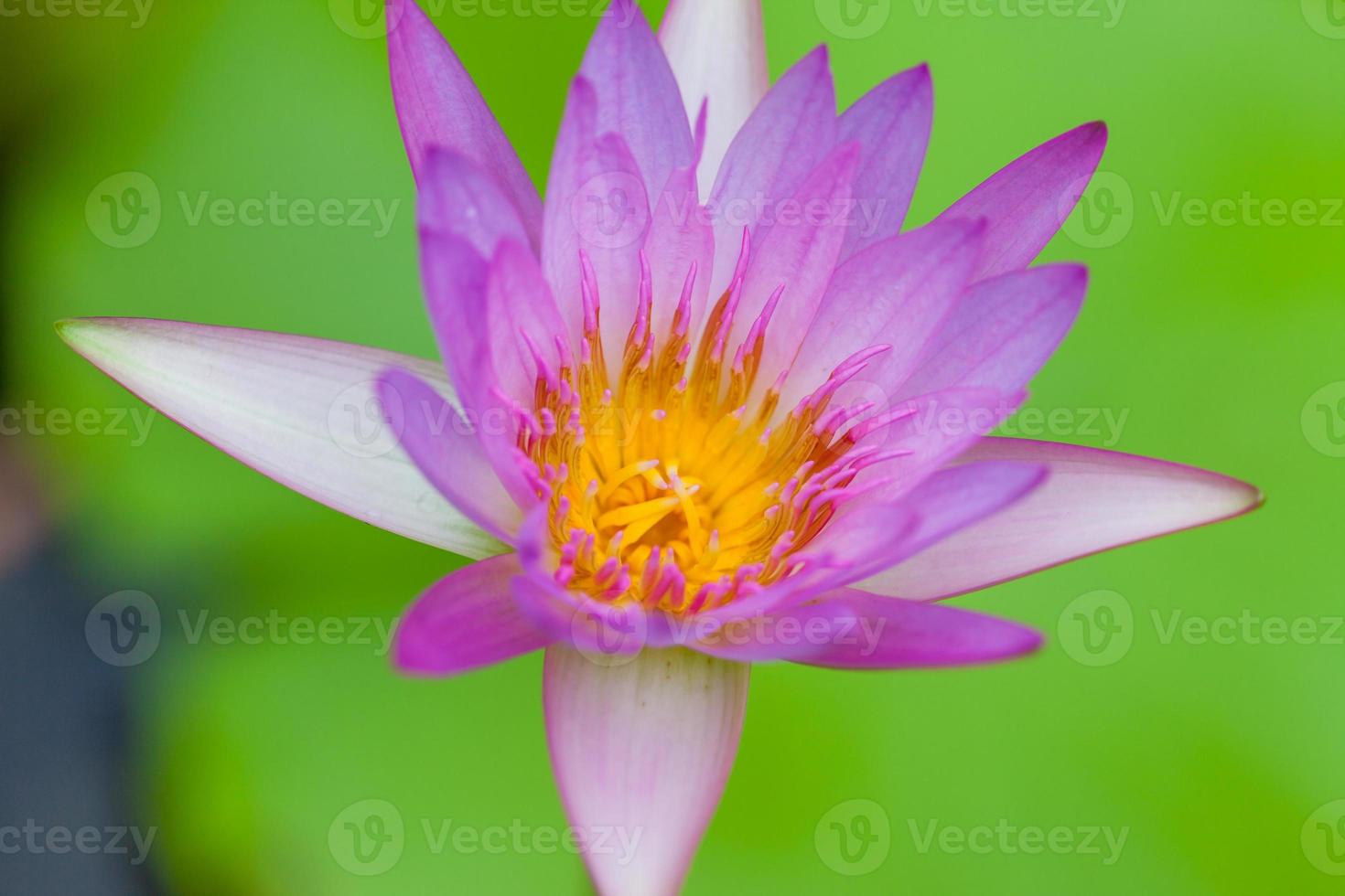 flor de loto púrpura, tailandia foto