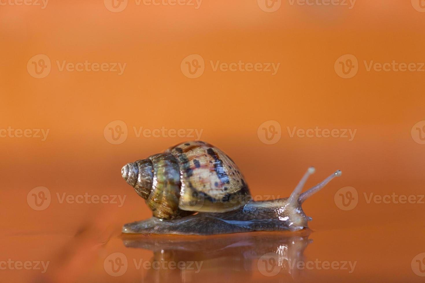 Snail crawling on the floor photo