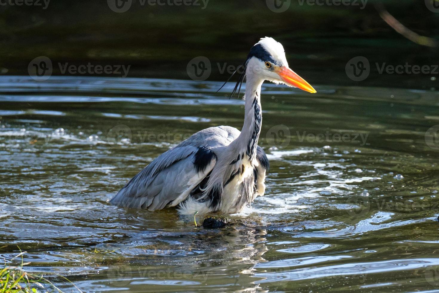 Grey Heron.Ardea cinerea Lagan River Belfast Northern Ireland UK photo