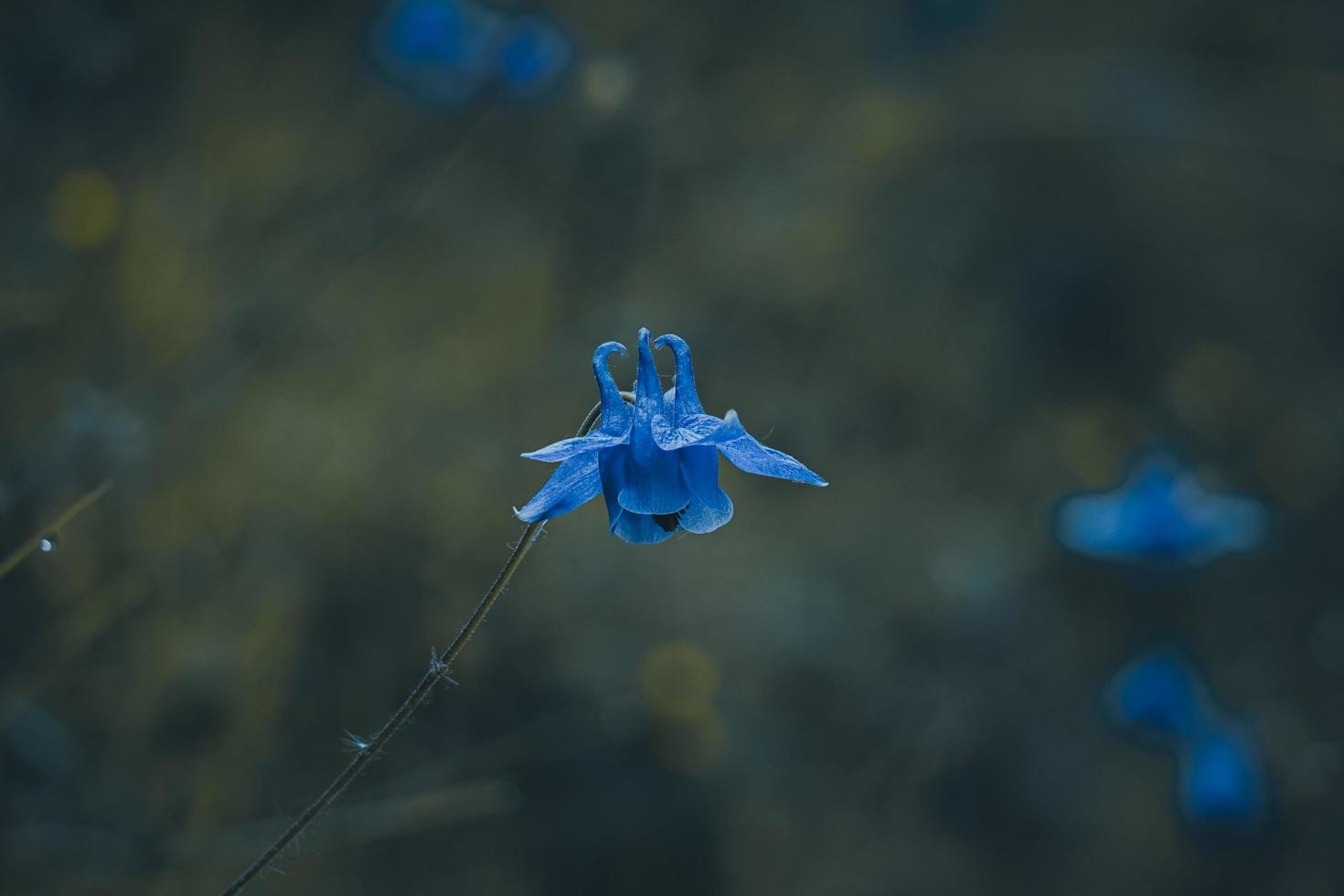 beautiful blue flower in the garden in spring season photo