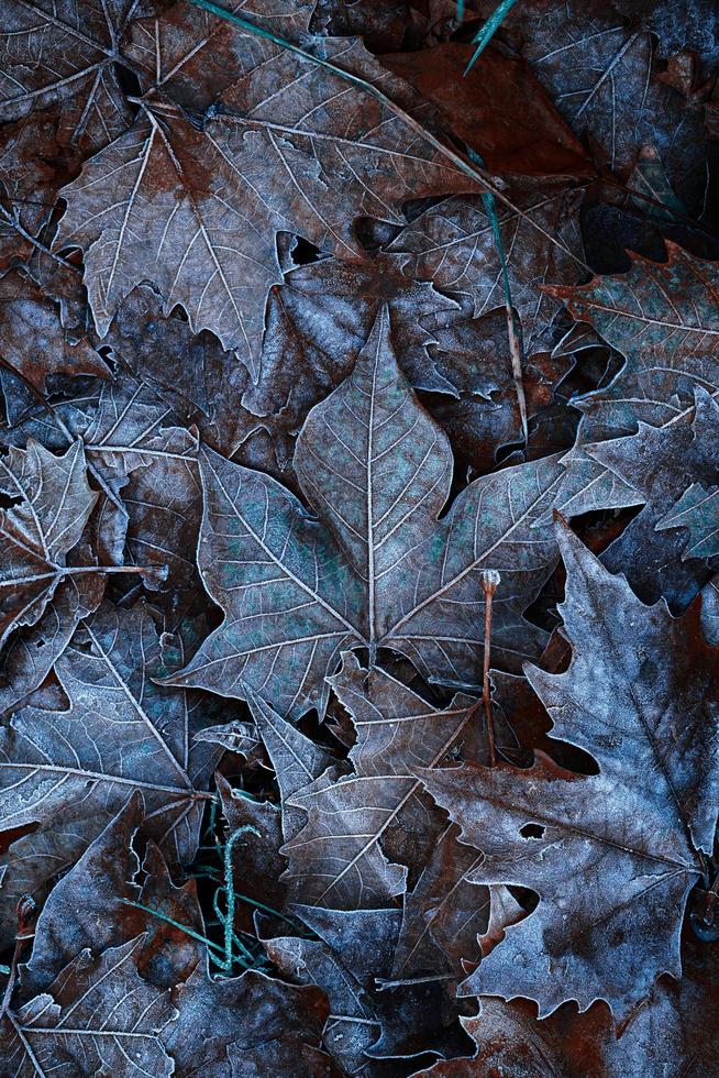 hojas congeladas en la naturaleza en invierno foto