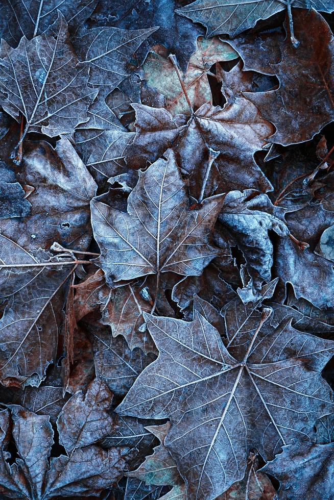 frozen leaves in the nature in winter season photo