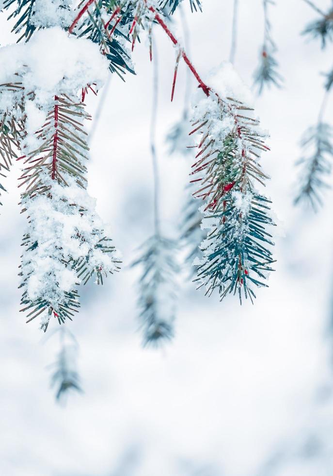 nieve en las hojas de los pinos en la temporada de invierno foto