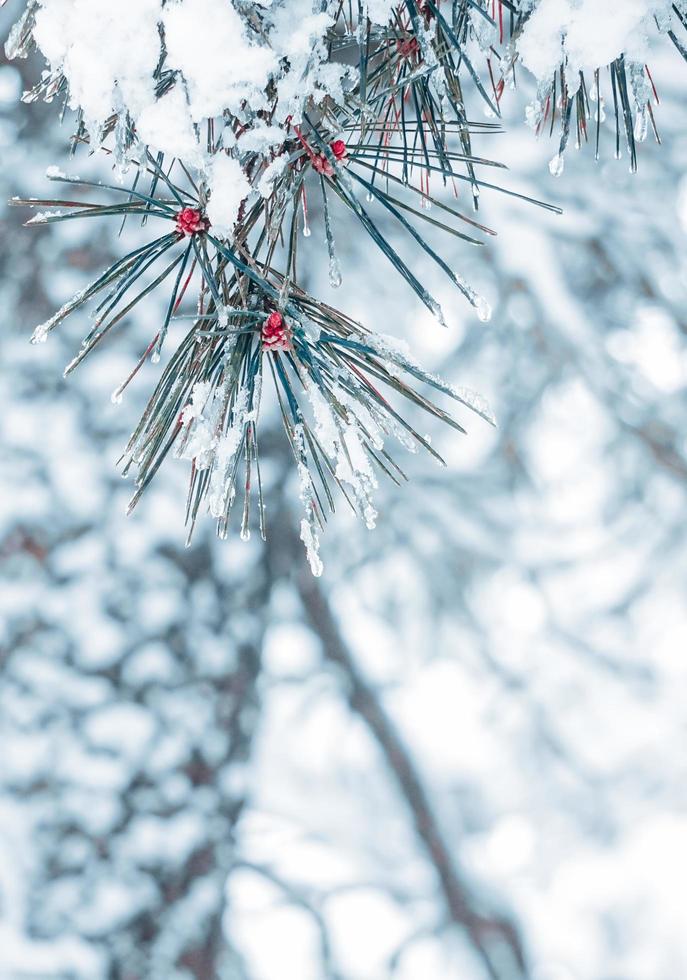 nieve en las hojas de los pinos en la temporada de invierno foto