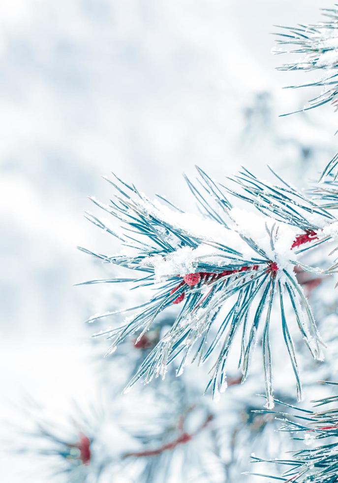 snow on the pine tree leaves in winter season photo