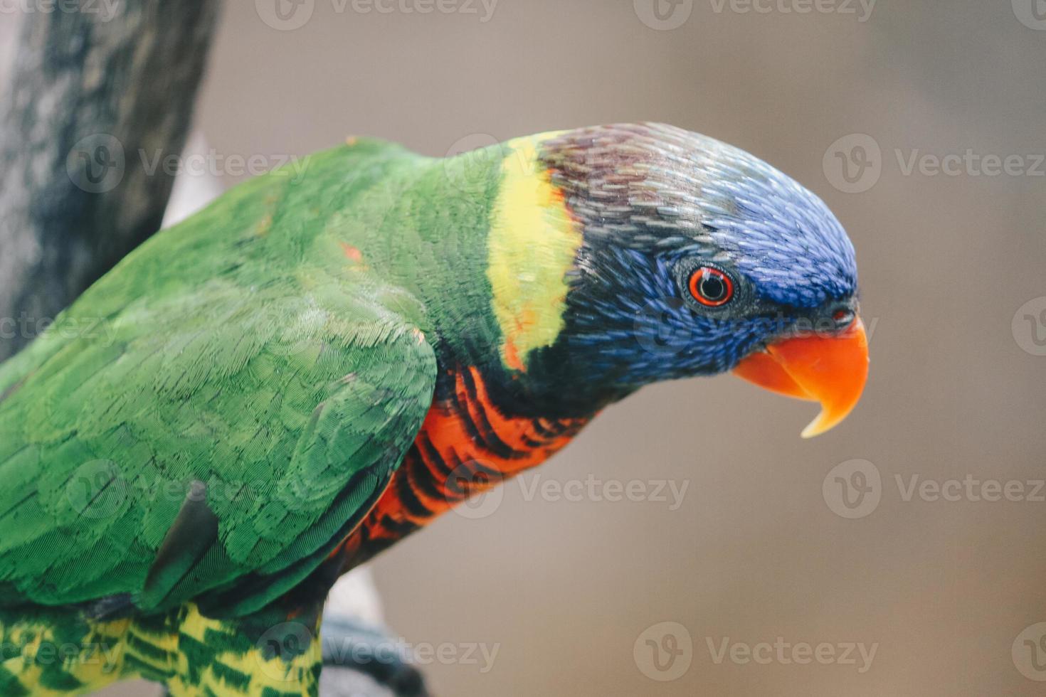 Close up of Coconut Lorikeets bird photo