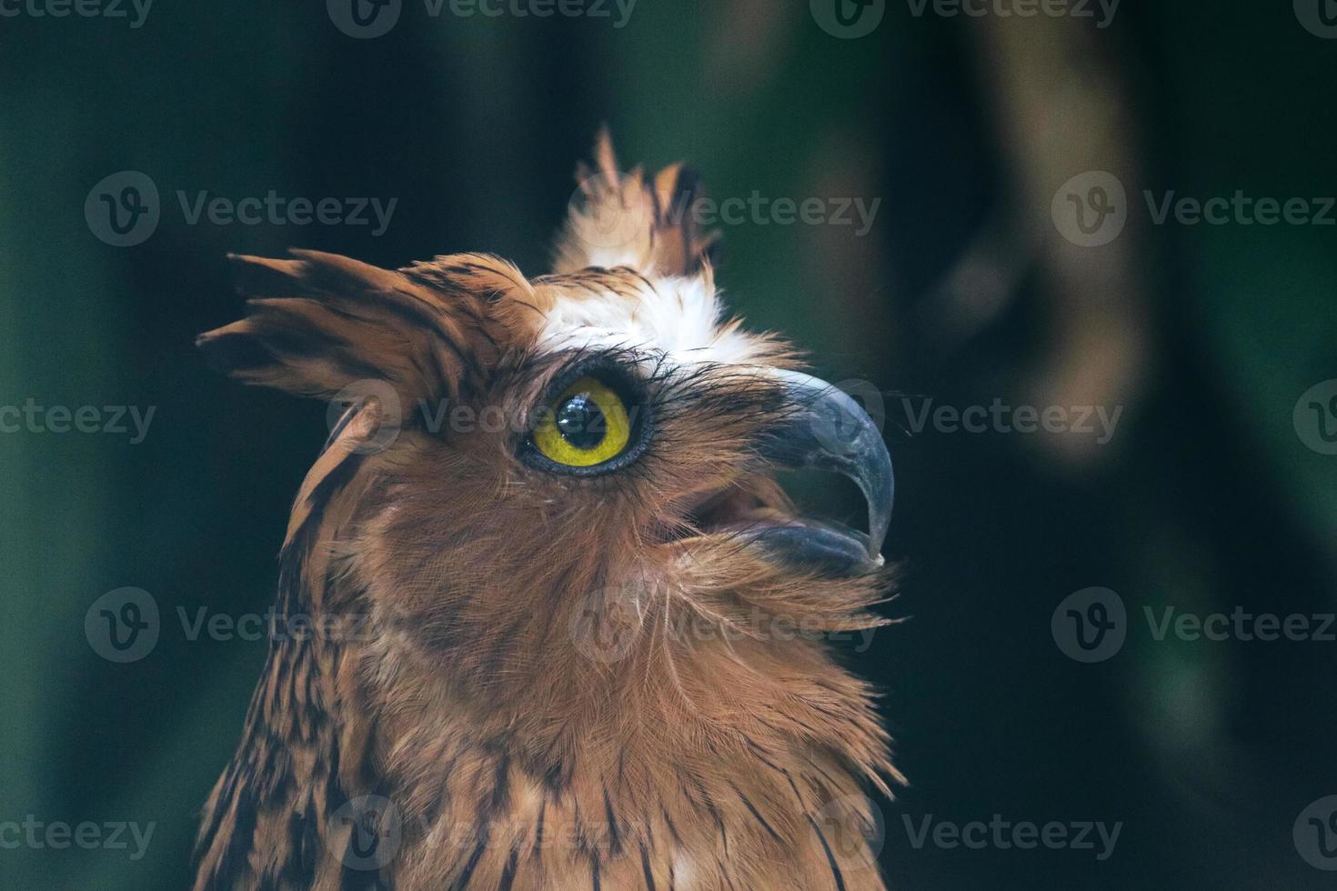 Buffy fish owl also called the Malay fish owl photo