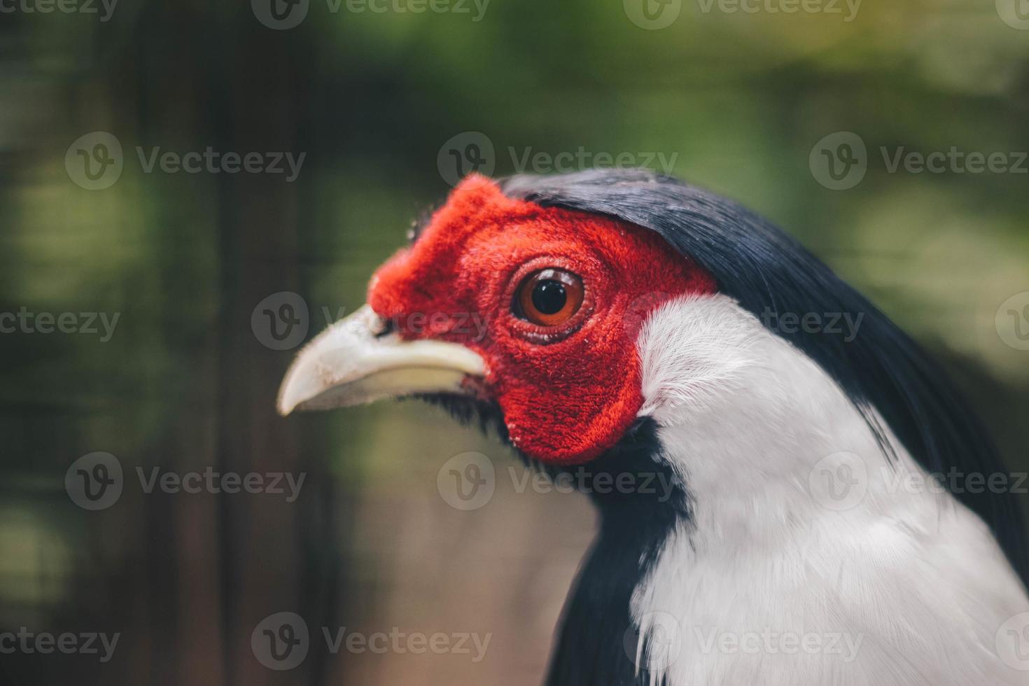 Head Close up of silver pheasant photo