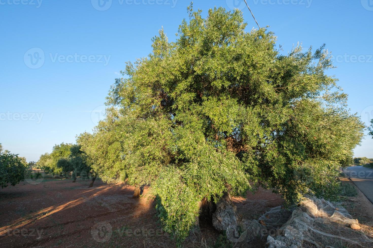 Olive Trees in Pezze di Greco Fasano Apulia Italy photo