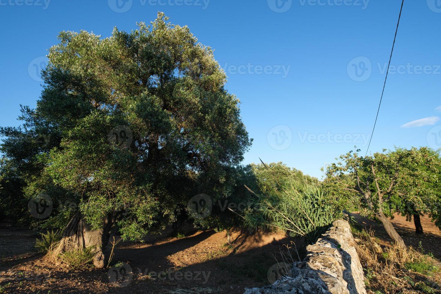 olivos con pared seca y vegetación torre canne puglia italia foto