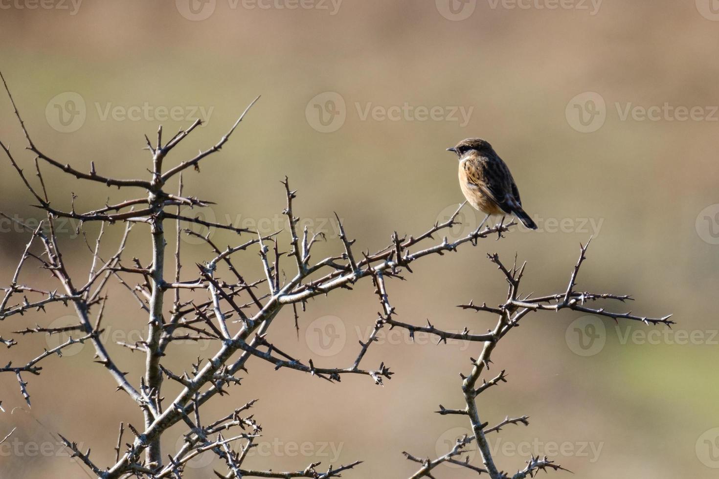 Saxicola Marlough Beach Northern Ireland UK photo