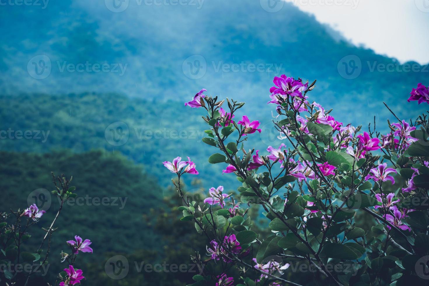 Pink Bauhinia purpurea flowers blooming in the mountains a beautiful scenery photo