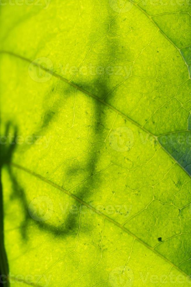 Close up Green leaf vein texture backgrounds with copy space photo