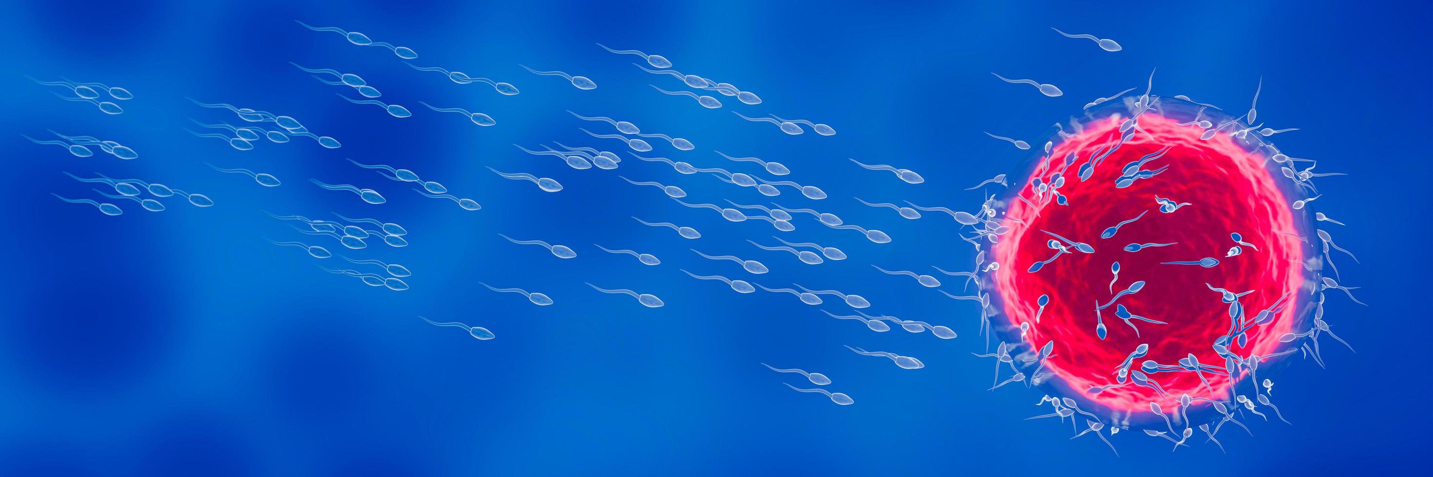 el esperma se dirige hacia el óvulo. para hacer el apareamiento humano. un modelo de prefertilización entre un óvulo y un espermatozoide. representación 3d foto