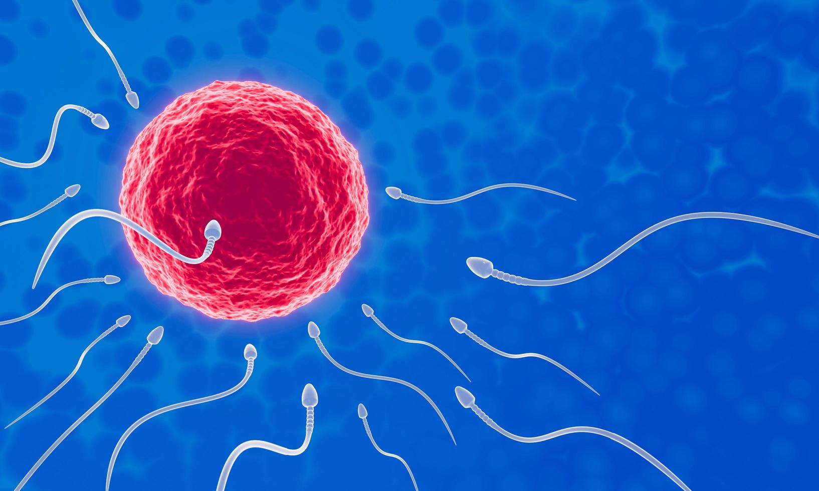 el esperma se dirige hacia el óvulo. para hacer el apareamiento humano. un modelo de prefertilización entre un óvulo y un espermatozoide. representación 3d foto
