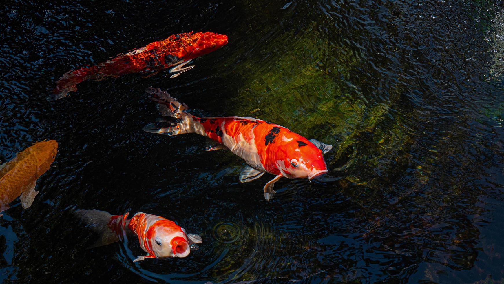 peces koi de japón o carpas elegantes nadando en un estanque de peces de estanque negro. mascotas populares para la relajación y el significado del feng shui. mascotas populares entre las personas. a los asiáticos les encanta criarlo para la buena fortuna. foto