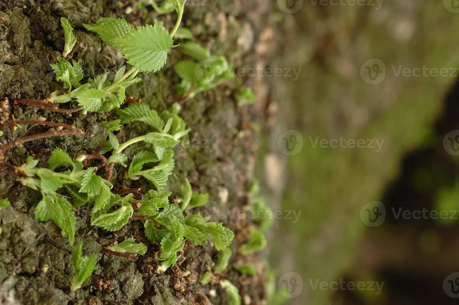 new bud grows from tree photo