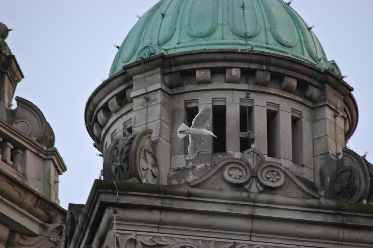 a bird flies over old building photo