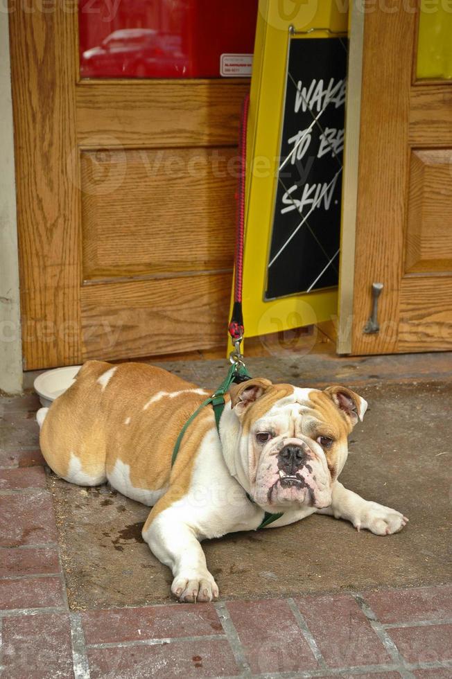 brown English bulldog sit photo