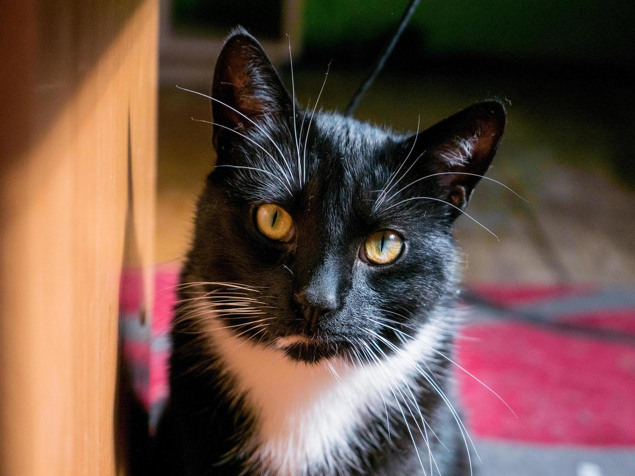 Black and white cat looking straight ahead. photo