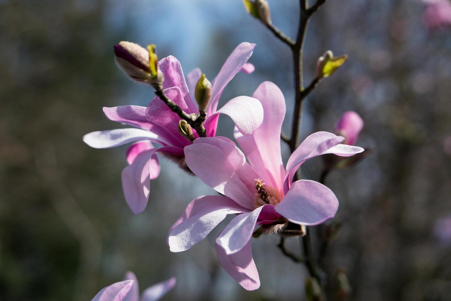 Magnolia flowers blooming in the spring. photo