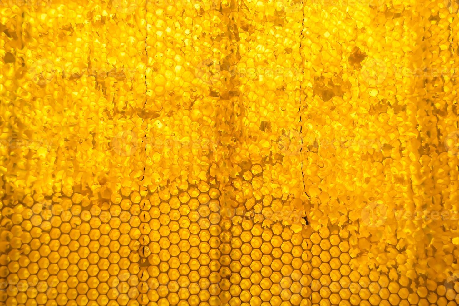 Honeycomb from bee hive filled with golden honey photo