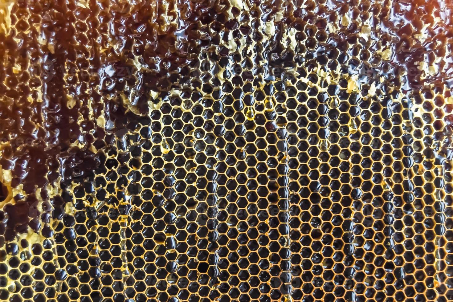 Honeycomb from bee hive filled with golden honey photo