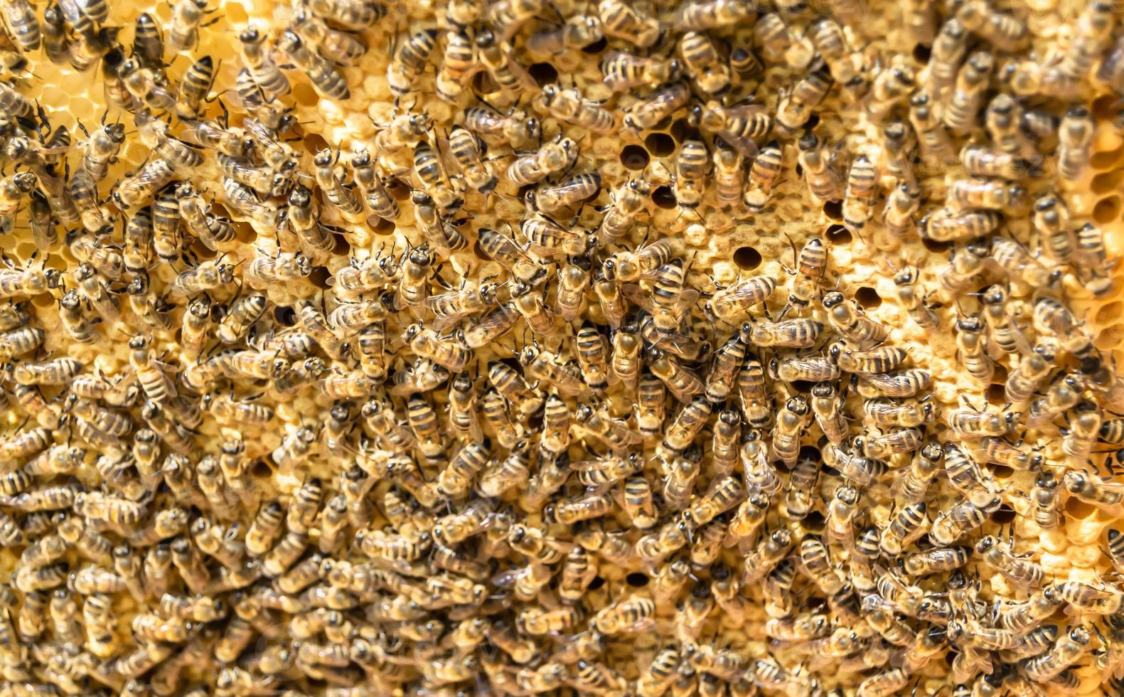 panal de abejas lleno de miel dorada foto