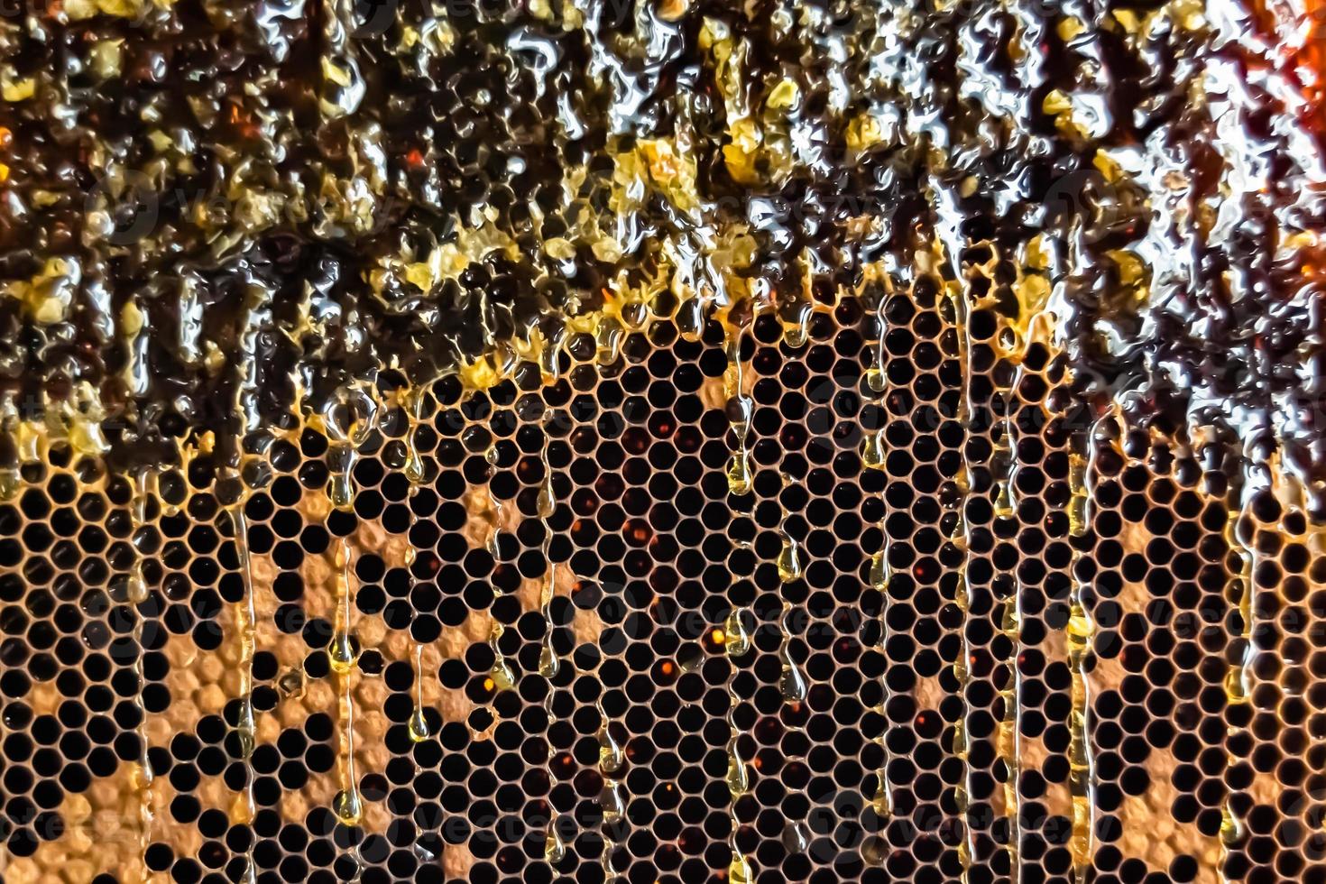 Honeycomb from bee hive filled with golden honey photo