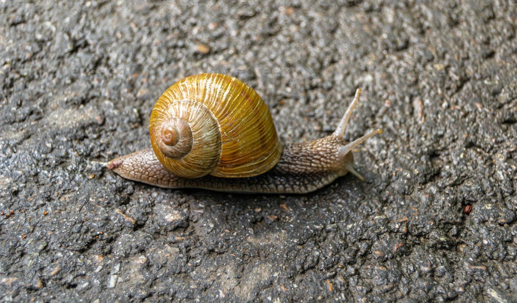 Big garden snail in shell crawling on wet road photo