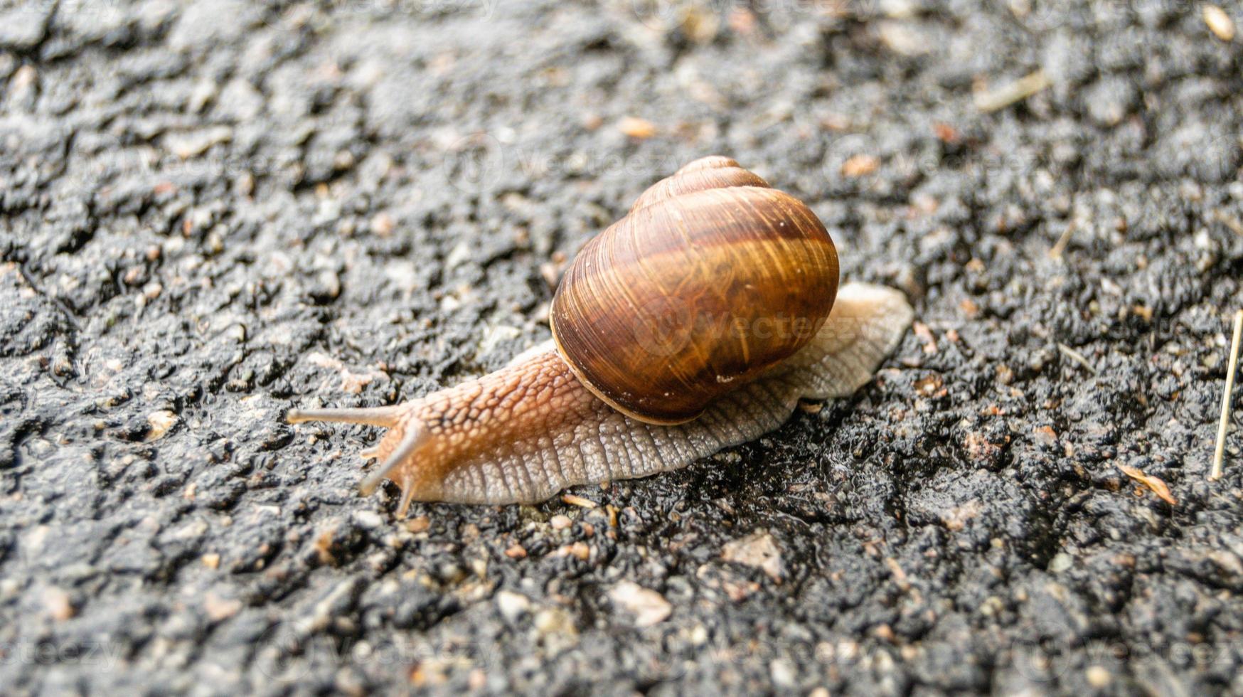 Big garden snail in shell crawling on wet road photo